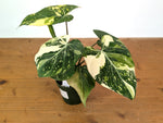 Philodendron Gloriosum Variegated (Type 2) - EXACT Plant #20F