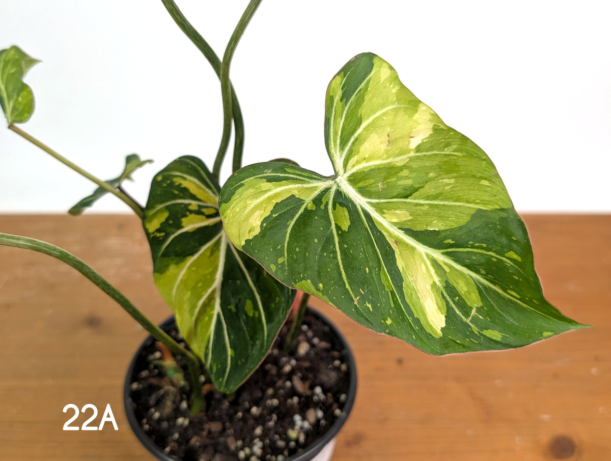 Philodendron Gloriosum Variegated - Multiple Exact Plants 6" Pots