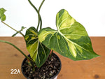 Philodendron Gloriosum Variegated - Multiple Exact Plants 6" Pots