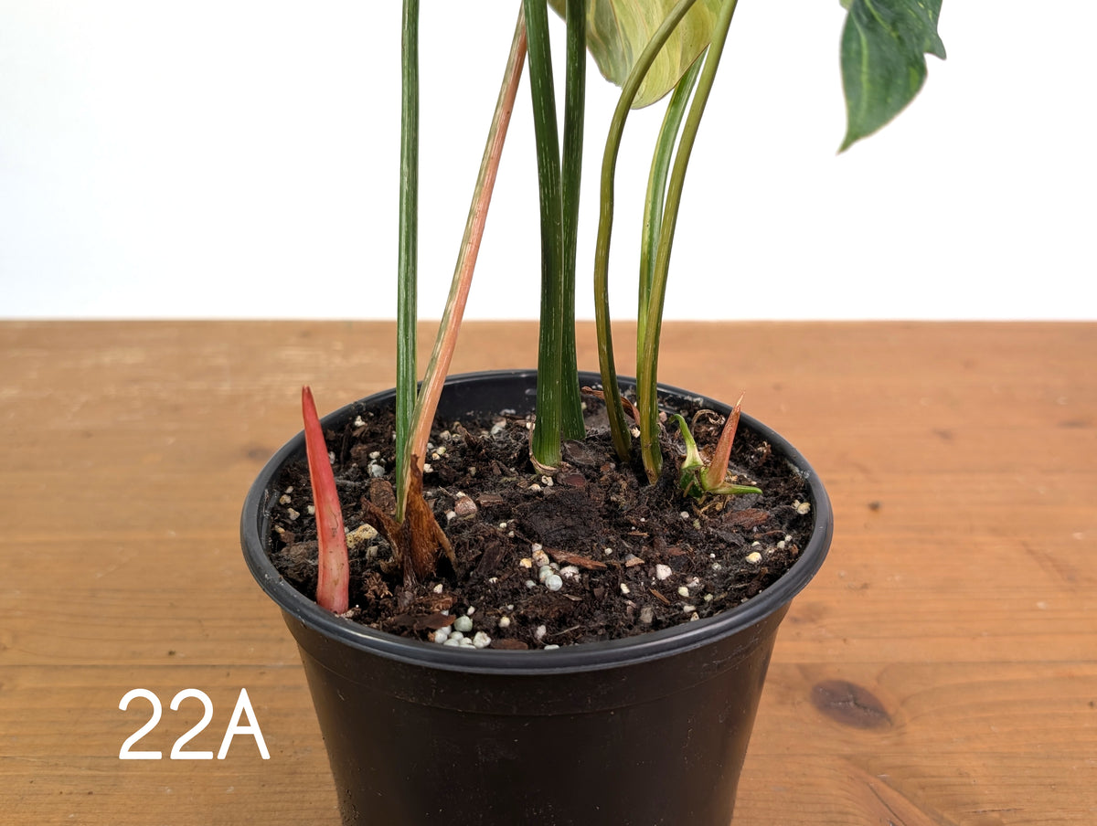 Philodendron Gloriosum Variegated - Multiple Exact Plants 6" Pots