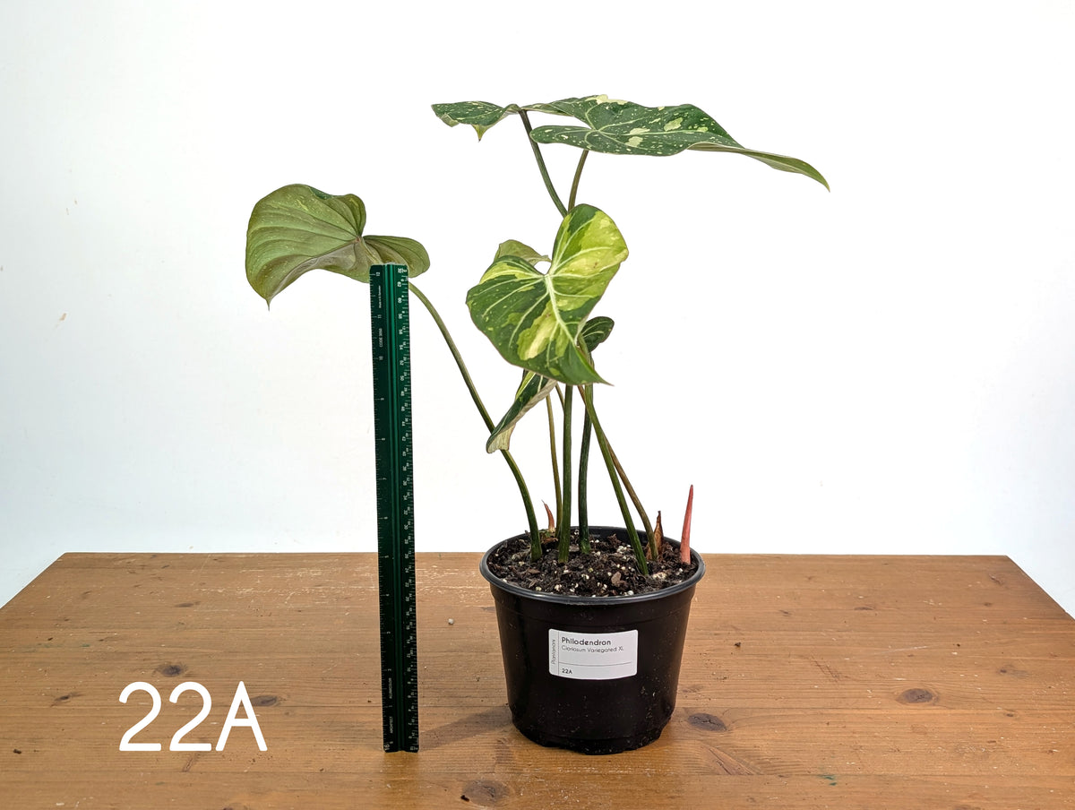 Philodendron Gloriosum Variegated - Multiple Exact Plants 6" Pots