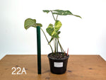 Philodendron Gloriosum Variegated - Multiple Exact Plants 6" Pots