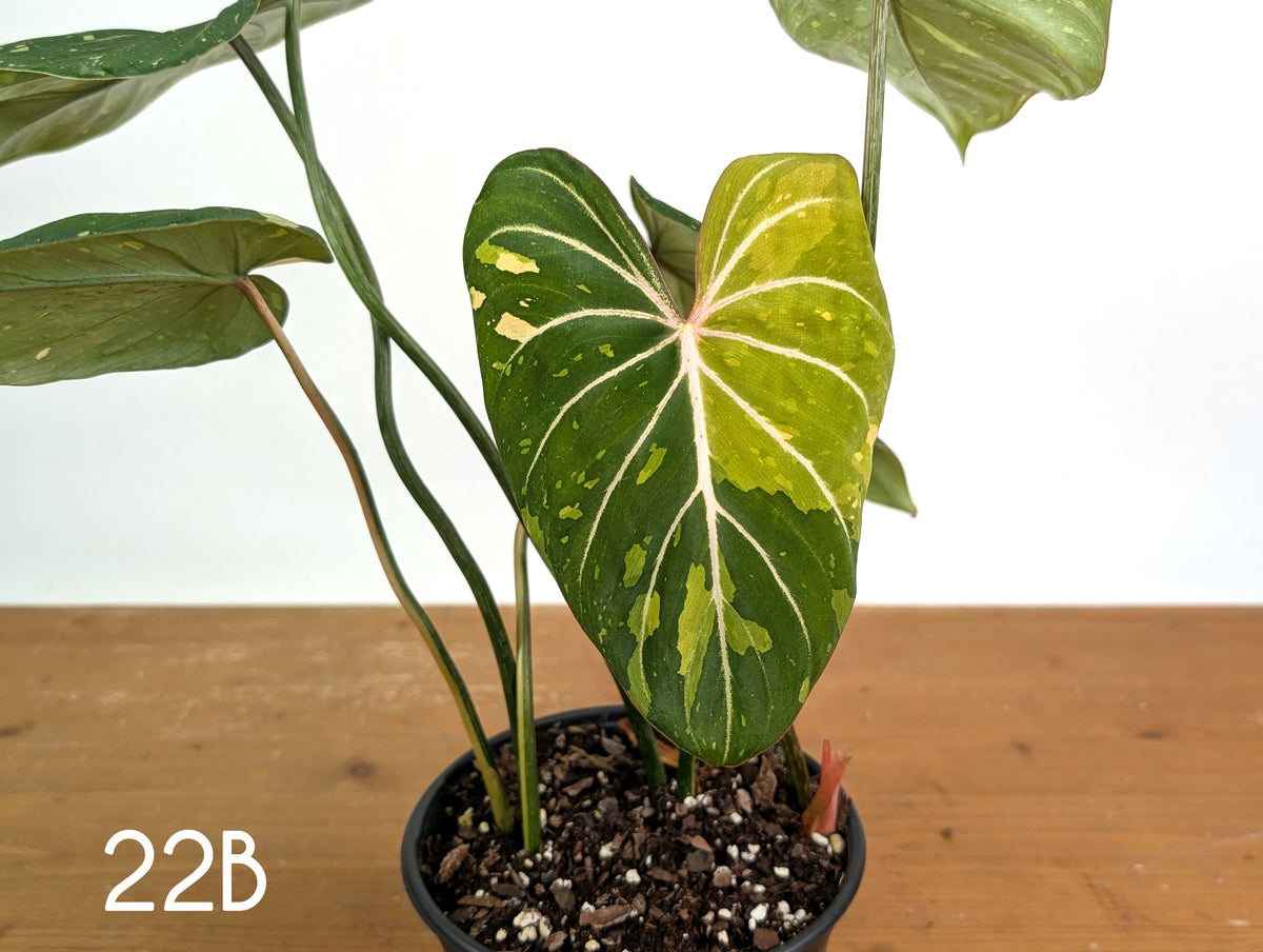 Philodendron Gloriosum Variegated - Multiple Exact Plants 6" Pots