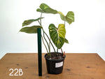Philodendron Gloriosum Variegated - Multiple Exact Plants 6" Pots