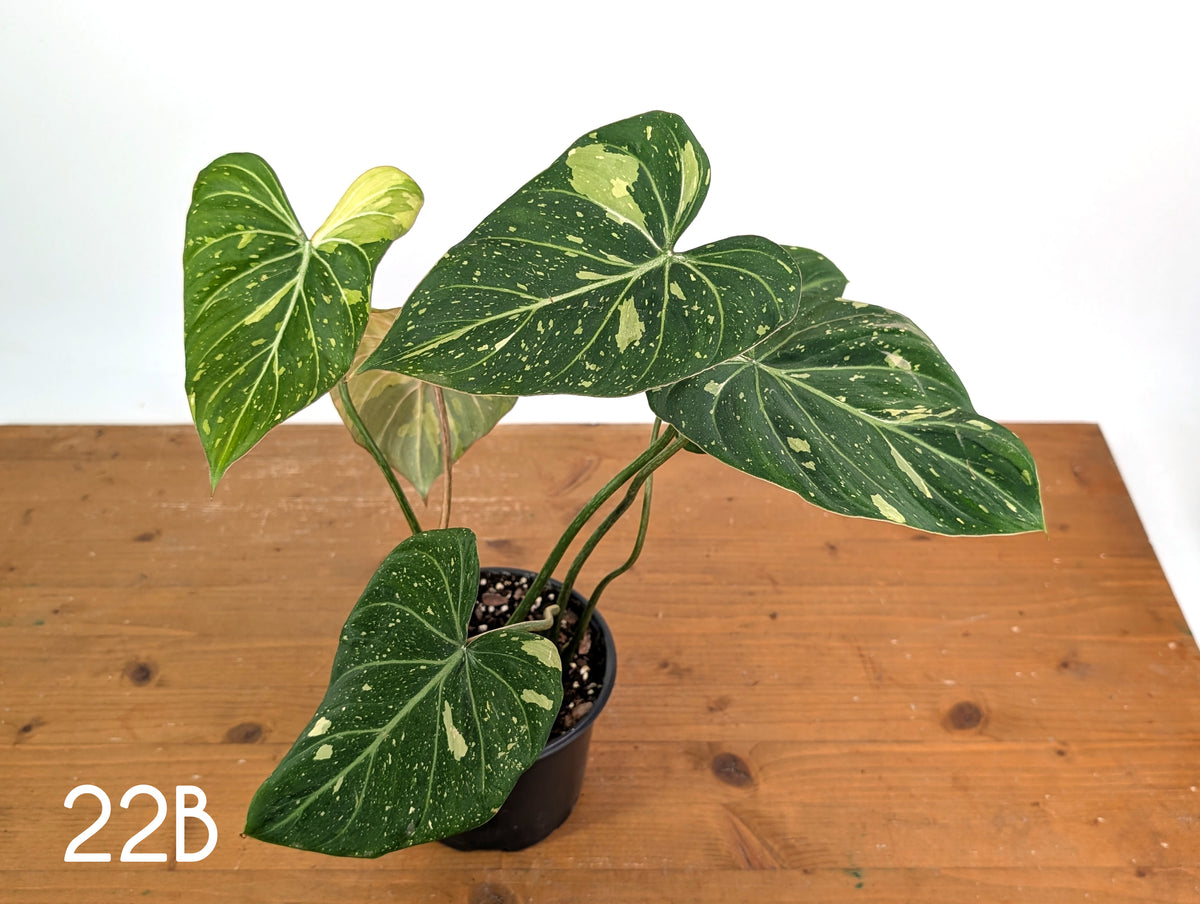 Philodendron Gloriosum Variegated - Multiple Exact Plants 6" Pots