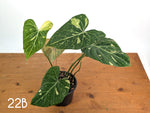 Philodendron Gloriosum Variegated - Multiple Exact Plants 6" Pots