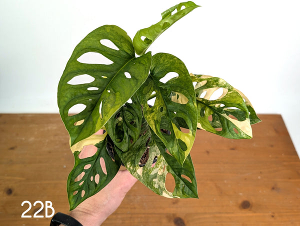 Monstera Adansonii Tricolor Aurea Variegated - Multiple Exact Plants