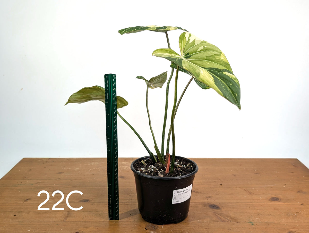 Philodendron Gloriosum Variegated - Multiple Exact Plants 6" Pots