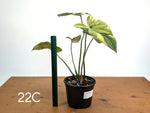 Philodendron Gloriosum Variegated - Multiple Exact Plants 6" Pots