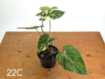 Philodendron Gloriosum Variegated - Multiple Exact Plants 6" Pots