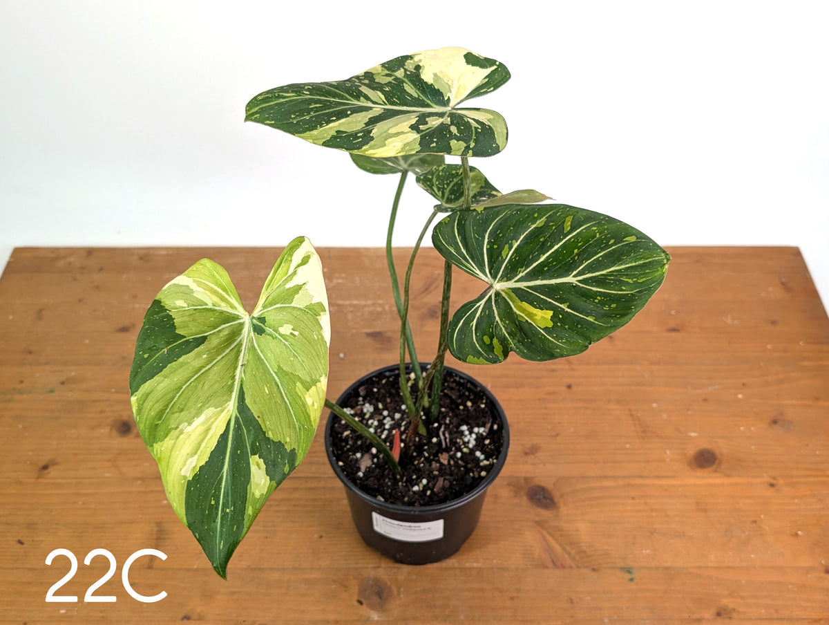 Philodendron Gloriosum Variegated - Multiple Exact Plants 6" Pots