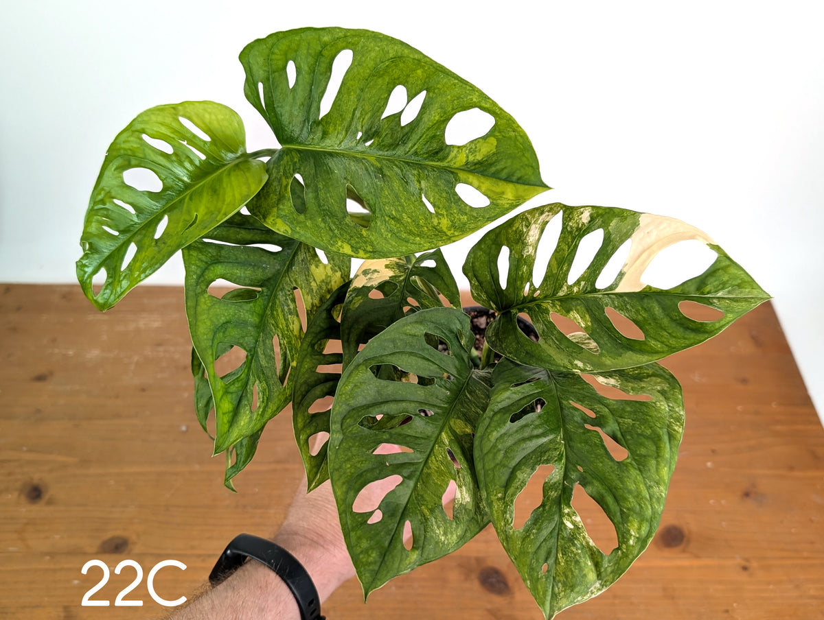 Monstera Adansonii Tricolor Aurea Variegated - Multiple Exact Plants