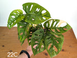 Monstera Adansonii Tricolor Aurea Variegated - Multiple Exact Plants