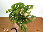 Monstera Adansonii Tricolor Aurea Variegated - Multiple Exact Plants