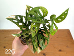 Monstera Adansonii Tricolor Aurea Variegated - Multiple Exact Plants