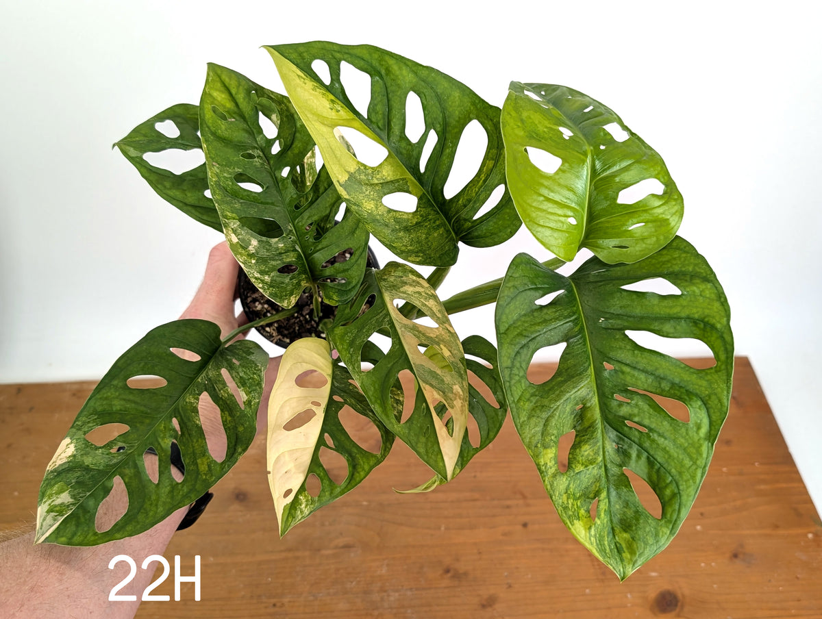Monstera Adansonii Tricolor Aurea Variegated - Multiple Exact Plants