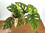 Monstera Adansonii Tricolor Aurea Variegated - Multiple Exact Plants