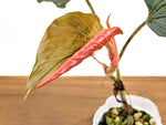 Philodendron Squamicaule Pink