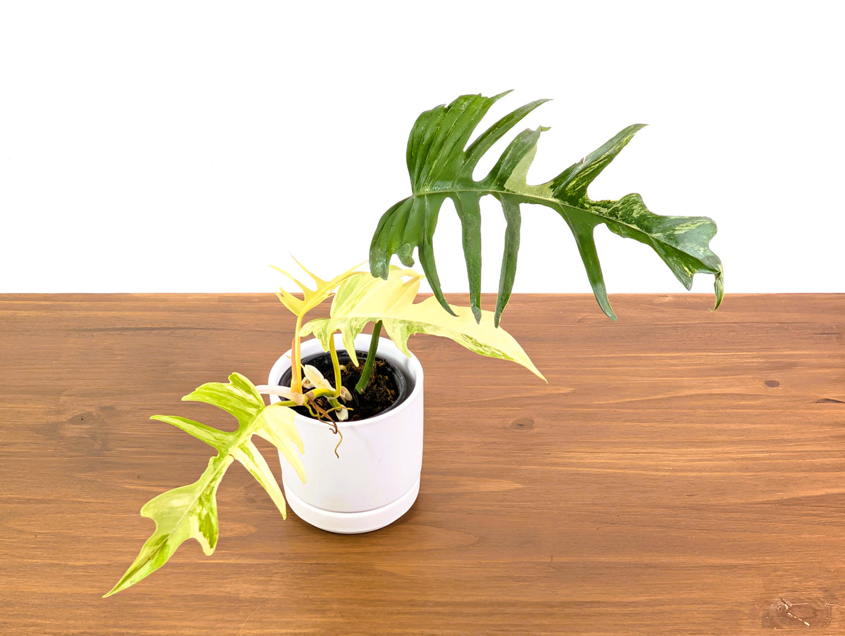 Philodendron Florida Beauty Variegated x Tortum Exact Plant in 4" Pot - #27A