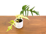 Philodendron Florida Beauty Variegated x Tortum Exact Plant in 4" Pot - #27A