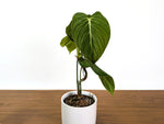 Philodendron Glorious (Gloriosum x Melanochrysum)