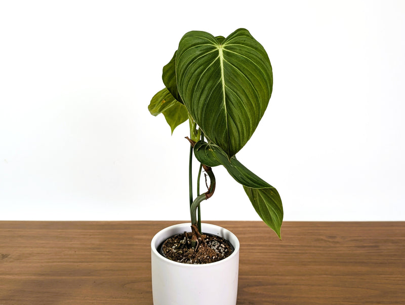 Philodendron Glorious (Gloriosum x Melanochrysum)