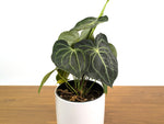 Anthurium Clarinervium Seed Grown Open-Pollinated Hybrids