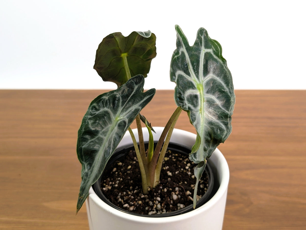 Alocasia Venom
