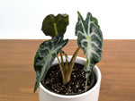 Alocasia Venom