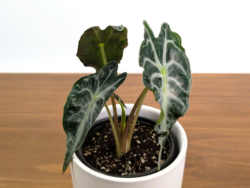Alocasia Venom