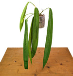 Anthurium Pallidiflorum - Narrow Dark Strap Leaves - Exact Plants