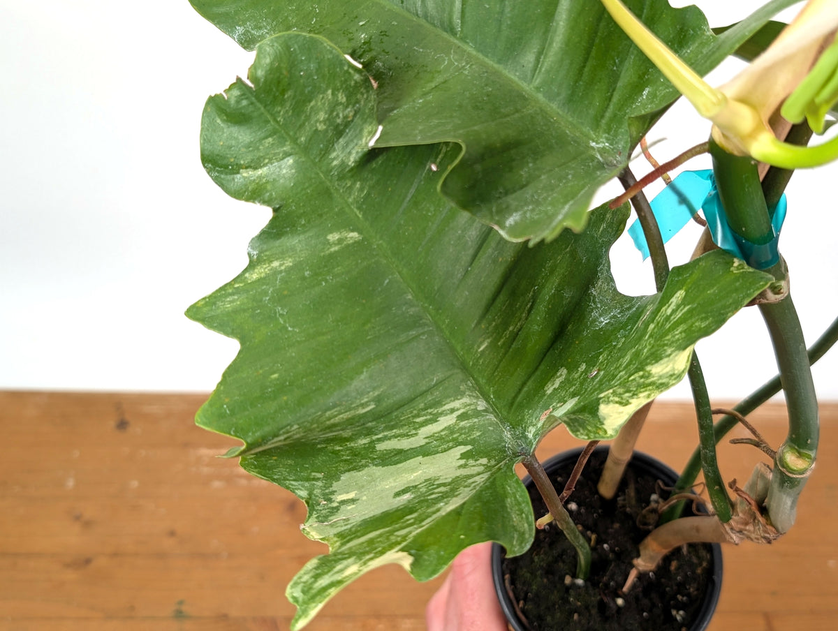 Philodendron Florida Beauty x Mayoi - Exact Plant #10D