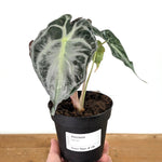 Alocasia Venom