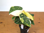 Philodendron Gloriosum Variegated (Type 2) - EXACT Plant #19D