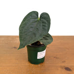 Anthurium Dressleri x Black Diamond