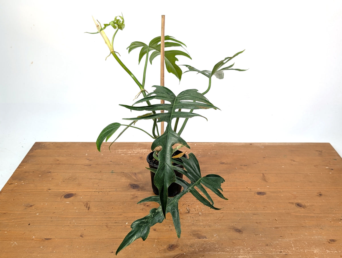 Philodendron Florida Beauty x Tortum (Variegated) Exact Plant #10A