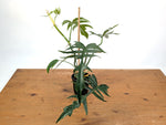 Philodendron Florida Beauty x Tortum (Variegated) Exact Plant #10A
