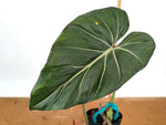 Philodendron Gloriosum x Maximum - Exact Plant #15G