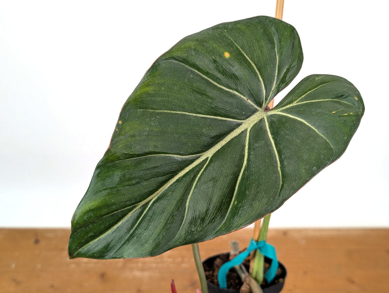 Philodendron Gloriosum x Maximum - Exact Plant #15G