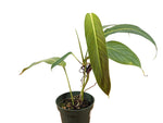 Philodendron Heterocraspedon
