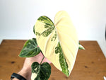Philodendron Gloriosum Variegated (Type 2) - EXACT Plant #19A