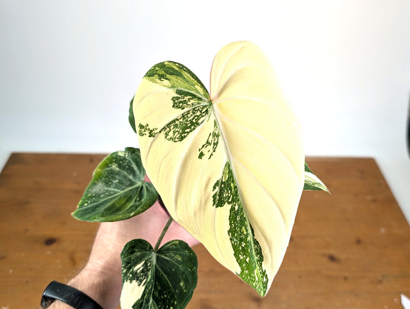 Philodendron Gloriosum Variegated (Type 2) - EXACT Plant #19A
