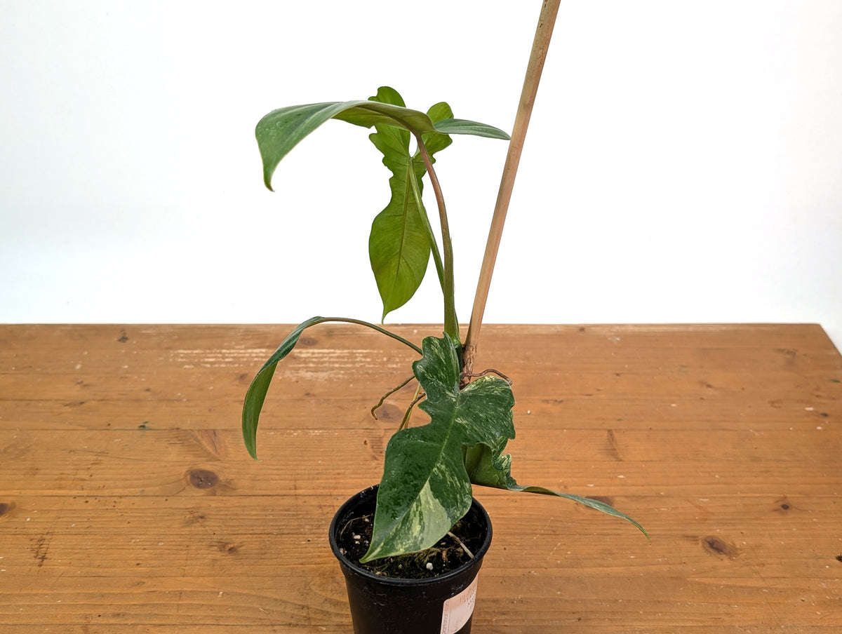 Philodendron Florida Beauty x Mayoi - Exact Plant #10B