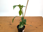 Philodendron Florida Beauty x Mayoi - Exact Plant #10B