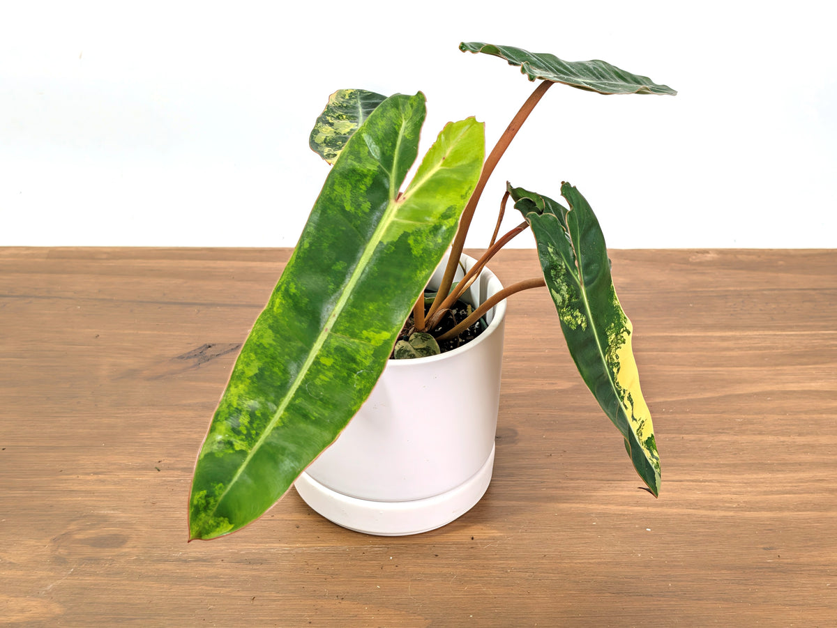 Philodendron Billietiae Variegated