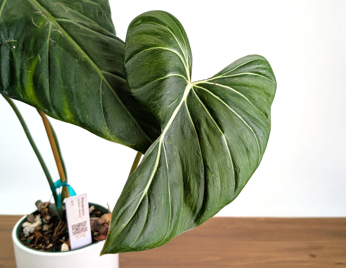 Philodendron Gloriosum x Maximum - Exact Plant #27A - 6" Pot