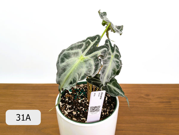 Alocasia Venom - Exact Plant Selection