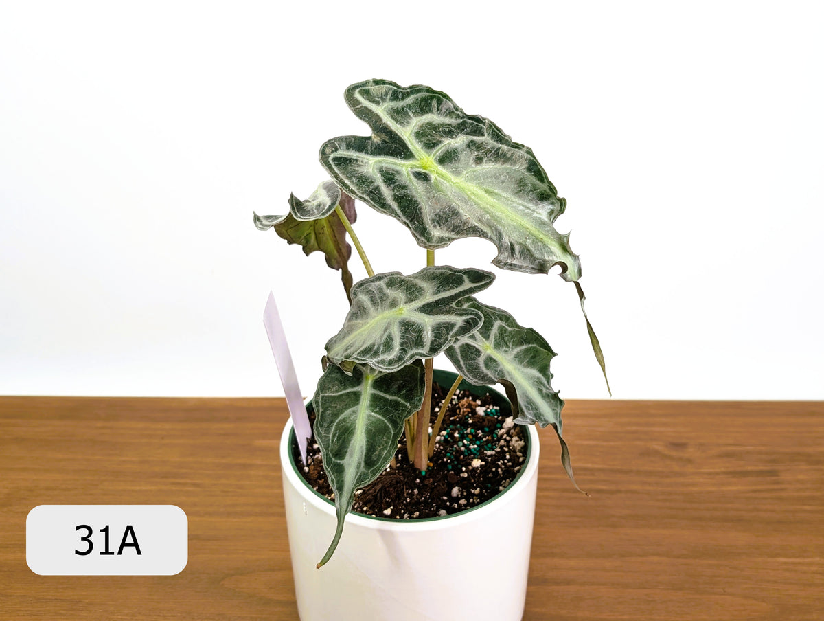 Alocasia Venom - Exact Plant Selection