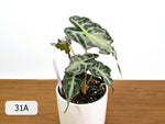 Alocasia Venom - Exact Plant Selection