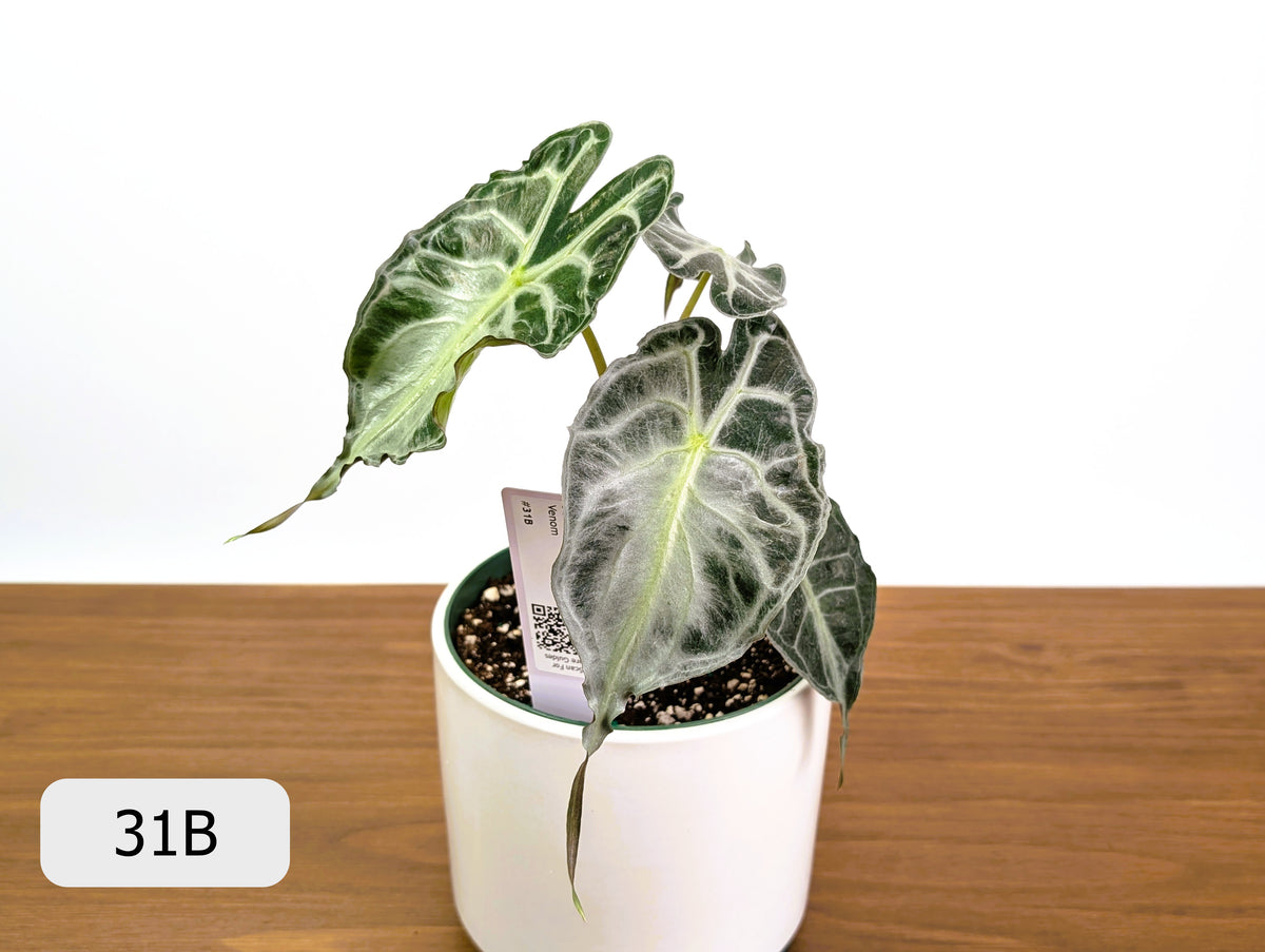 Alocasia Venom - Exact Plant Selection